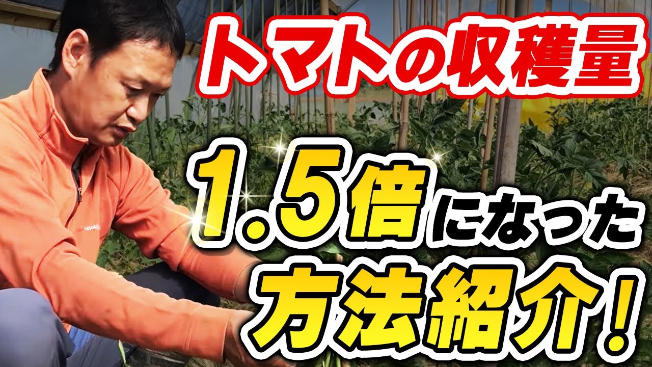 ミニトマトはわき芽を残して収穫1.5倍