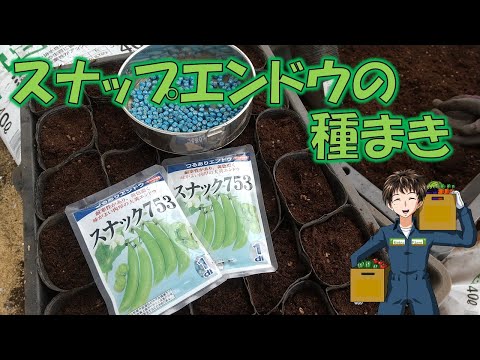 いつ、どのようにエンドウ豆を地面に蒔くのですか？ 2月に種まきを始めてもいいでしょうか？  庭園