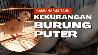 Download lagu MUST KNOW!!! Disadvantages of the Turtle Dove mp3 Download lagu MUST KNOW!!! Disadvantages of the Turtle Dove mp3