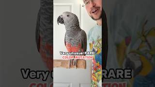 New Parrot Revealed - Unusual African Grey
