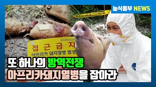 다큐On "또 하나의 방역전쟁 - 아프리카돼지열병을 잡아라"