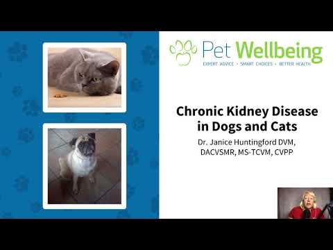 Chronic Kidney Disease in Dogs and Cats with Pet Wellbeing's Dr. Jan Huntingford