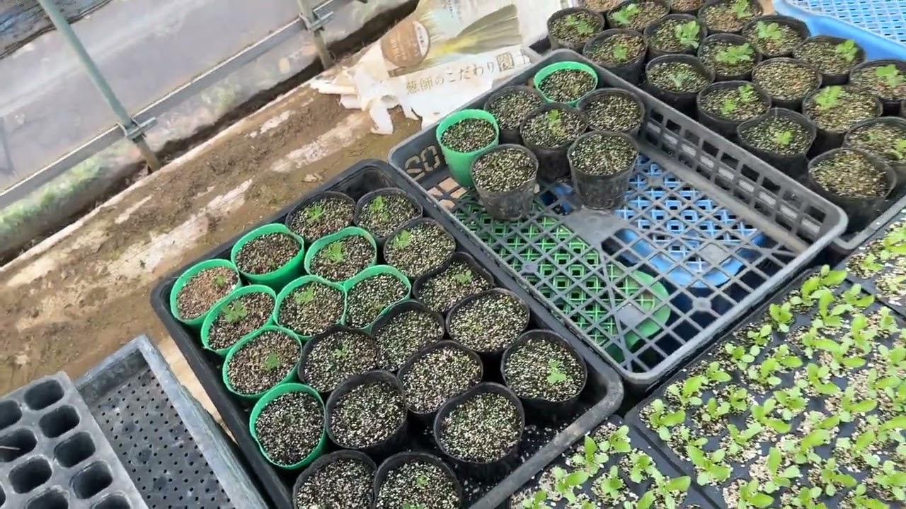 冬野菜終わり、そら豆追肥草取りモロコシ準備始まる 3/5