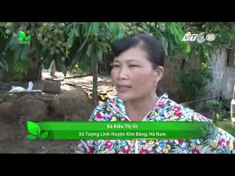 Hà Nam  Buộc dân chặt cây ăn quả, chính quyền nói gì    VNOTV