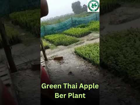 Green Thai Apple Ber Plant