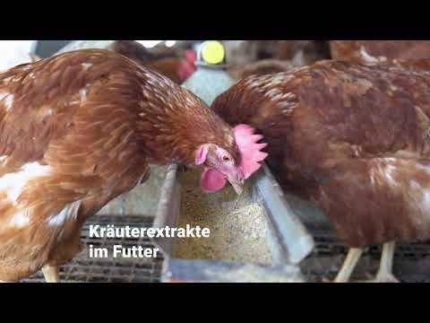 Wanderhühner im Winter