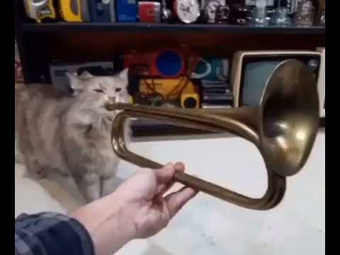 Cat playing the trumpet (Lana Del Rey Song) Interlude - The Trio