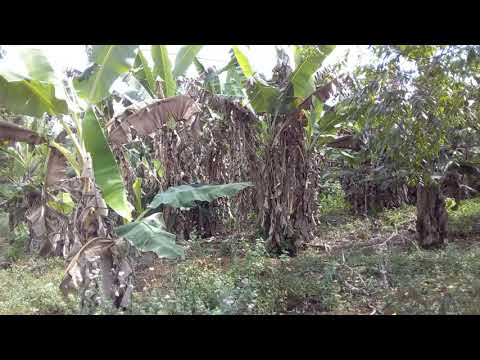 Comunidade de Tararanga Camamu Ba Ep007 2021