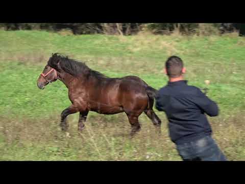 In vizita la Romica de la Fildu de Jos 2 oct 2017