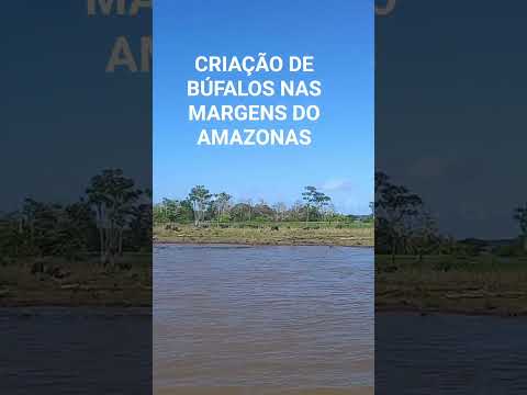 BÚFALOS NAS MARGENS DO RIO AMAZONAS, ITACOATIARA AM