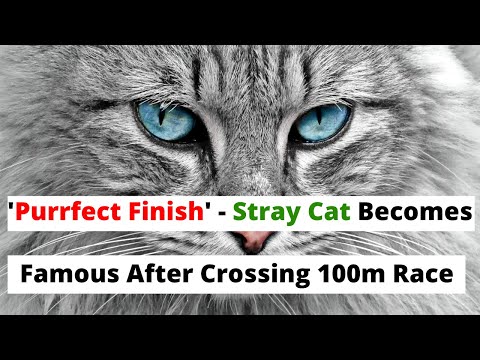 'Purrfect Finish' - Stray Cat Becomes Famous After Crossing 100m Race Finish Line