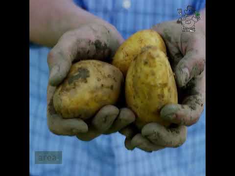 Companion planting with eggplants: What to plant next to eggplants