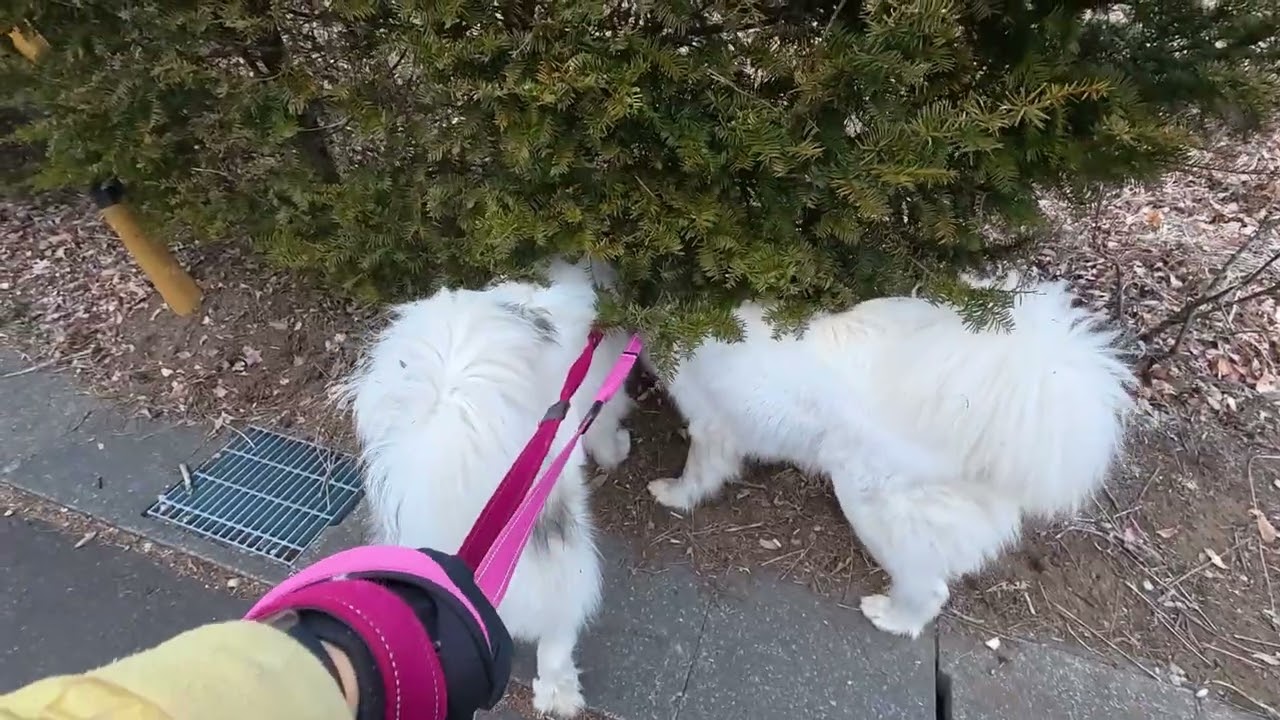 【ルンルンの裏庭】息子（格下）のリードは引っ張るし寄り道するベルとリリー