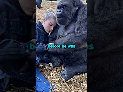 Koko The Gorilla's Final Message