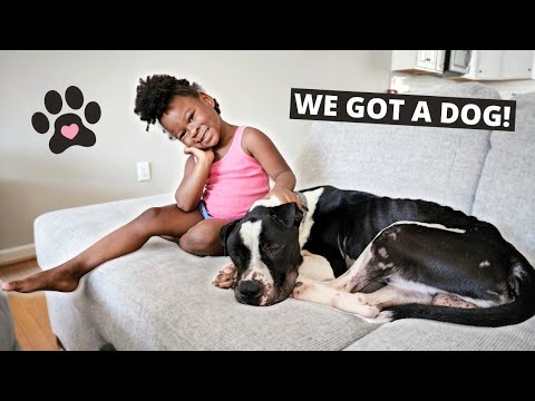 We Got a Shelter Dog!
