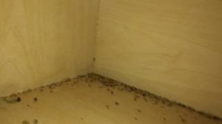 Bad German Cockroach Infestation! - NaturZone Pest Control - Phoenix Scottsdale Area Pest Control
