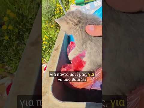 Subscribe ♥️Μπορεις να μας στηριξεις εδω www.ethicalfarm.org #ethicalfarm #rescue