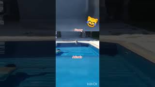 Cat Fart in mouth of another Cat ...😻😻🤣🤣😹 | most  funny clips | #funny #cute #comedy #viral