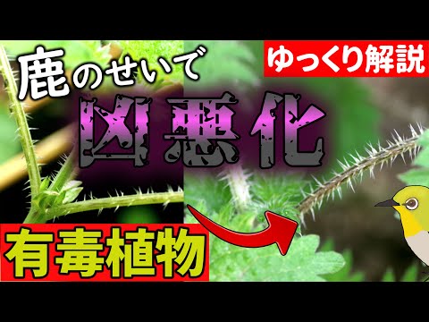 園芸 雌雄異株イラクサ、オオイラクサ