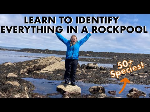 Marine Biologist identifies everything in a Rockpool! (Biodiversity Bonanza Special!)