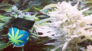 FREAKS OF CANNABIS - Marijuana Plant Mutations