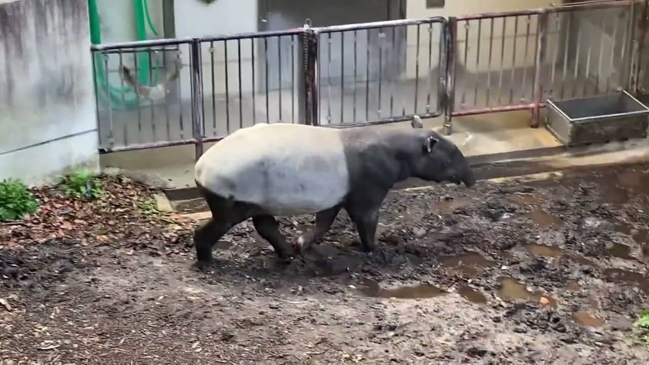マレーバク　ユメコ♀【福岡市動植物園】