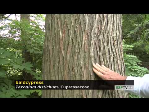 Trees with Don Leopold - baldcypress