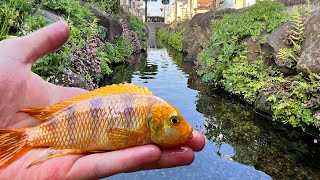 水路に捨てられたペットを塩焼きで食う