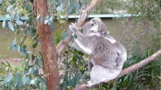 preview picture of video 'Mama koala and joey at Healesville Sanctuary'