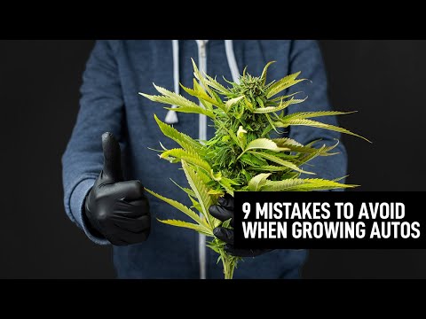 9 Mistakes To Avoid When Growing Autoflowering Cannabis