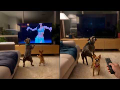 Dogs Dancing In Front Of TV