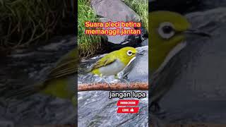 Download lagu Suara pleci betina memanggil jantan#kicauburung#plecigacor mp3