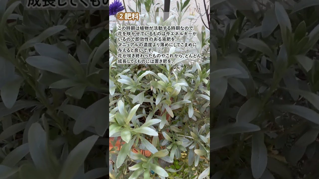 5月のガーデニングワーク　庭仕事 #春の庭 #flowers #植物#gardening#ガーデニング初心者 #nature