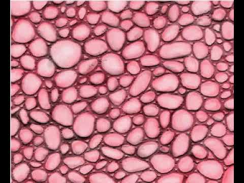 Parenchyma - Definition and Examples - Biology Online Dictionary