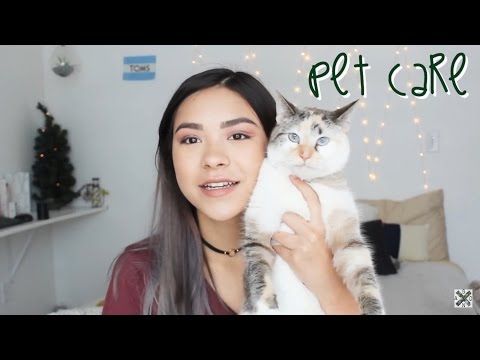 Cat Care 101: How to Take Care of a Cat!
