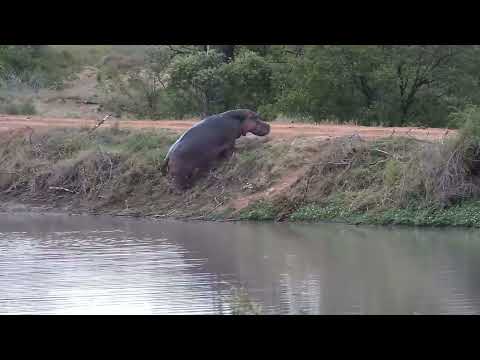 Djuma: Hippo goes out by climbing dam wall and going over the other side - 09:35 - 10/10/2023
