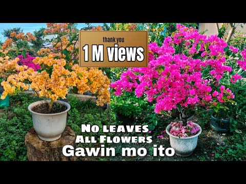 Large Bougainvillea Care | Sundan ang mga tips na ito para hitik sa bulaklak