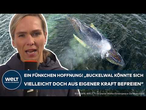 Video Thumbnail: DRAMA IN DER OSTSEE: Ein Fünkchen Hoffnung! Steigender Wasserstand könnte Buckelwal Timmy retten