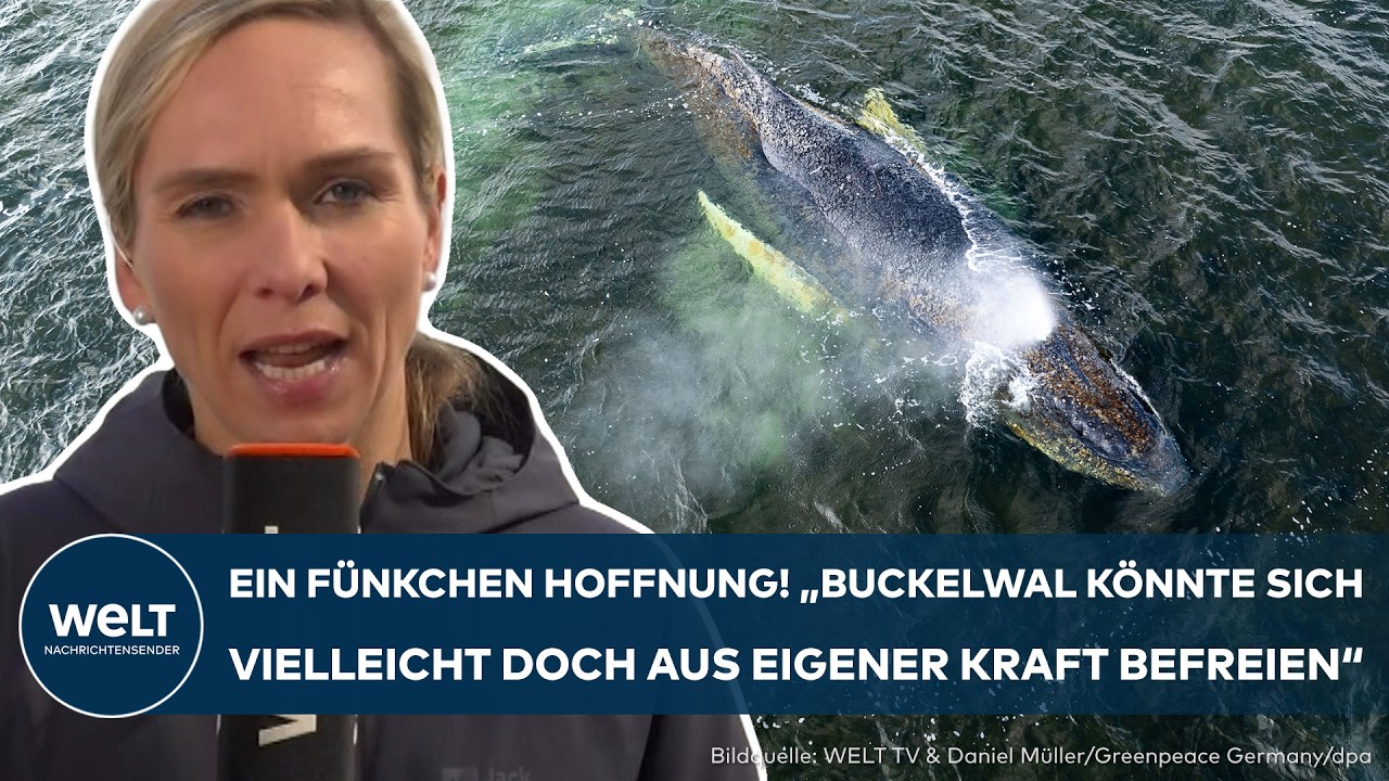 DRAMA IN DER OSTSEE: Ein Fünkchen Hoffnung! Steigender Wasserstand könnte Buckelwal Timmy retten