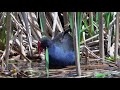New Zealand Birds. Shandon in Spring. Birds with music by Govi. 4K from Sony RX10iv.