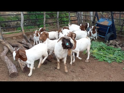 RENATO FAZ A SOLTURA DAS CABRAS OLHA A FELICIDADE REBANHO RODRIGUES EM CATURITE-PB 
