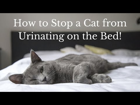 How to Stop a Cat from Urinating on the Bed!  [Why Does My Cat Pee on the Bed?]