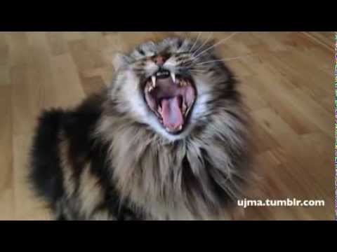 Cezek's (the cat) yawn in slow motion