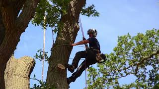 Album cover: Large oak Dismantle