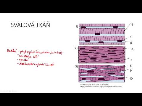Tkáně III - svalová tkáň