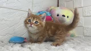 ミヌエットの動画01