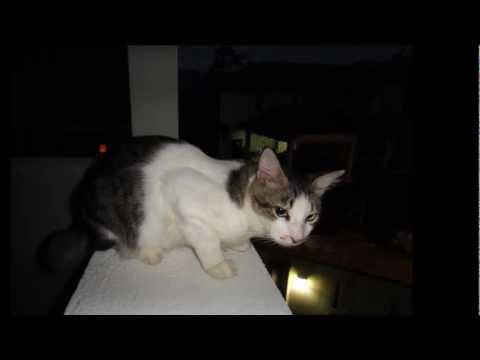 my precious one, OTTOKE