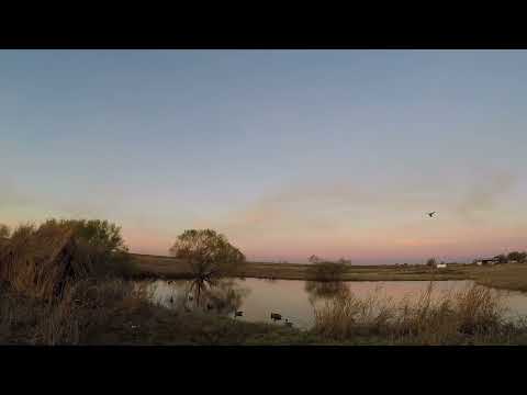 Pintail snuck in BLIND