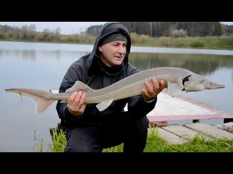 Mikron Wafters Feeder Bait F1 Ochotka & Konopia film wideo