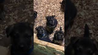 Video preview image #1 German Shepherd Dog Puppy For Sale in ROANOKE, VA, USA
